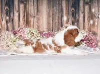 Jackson, a male Cavalier King Charles Spaniel for sale in Fredericksburg, OH – 3 of 3