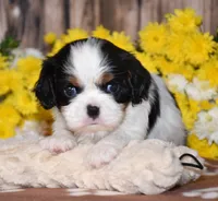 Ginger, a female Cavalier King Charles Spaniel for sale in Fredericksburg, OH – 3 of 4