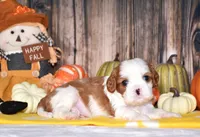 Champ, a male Cavalier King Charles Spaniel for sale in Fredericksburg, OH – 1 of 4