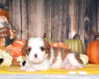 Champ, a male Cavalier King Charles Spaniel for sale in Fredericksburg, OH – 2 of 4