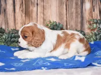 Dallas, a male Cavalier King Charles Spaniel for sale in Fredericksburg, OH – Photo 3 of 3