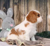 Dallas, a male Cavalier King Charles Spaniel for sale in Fredericksburg, OH – Photo 3 of 3
