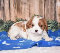 Dallas, a male Cavalier King Charles Spaniel for sale in Fredericksburg, OH – Photo 2 of 3
