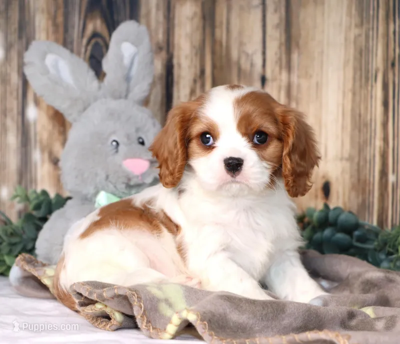 Dallas – Cavalier King Charles Spaniel puppy for sale in Fredericksburg, OH