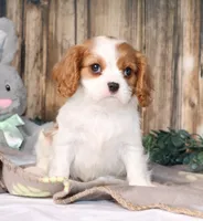 Dallas, a male Cavalier King Charles Spaniel for sale in Fredericksburg, OH – Photo 2 of 3
