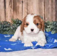Dallas, a male Cavalier King Charles Spaniel for sale in Fredericksburg, OH – Photo 1 of 3
