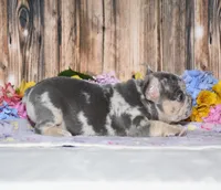 Flash, a male French Bulldog for sale in Fredericksburg, OH – 3 of 4