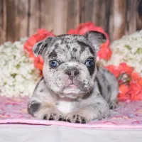 Tinsley, a female French Bulldog for sale in Fredericksburg, OH – 1 of 4