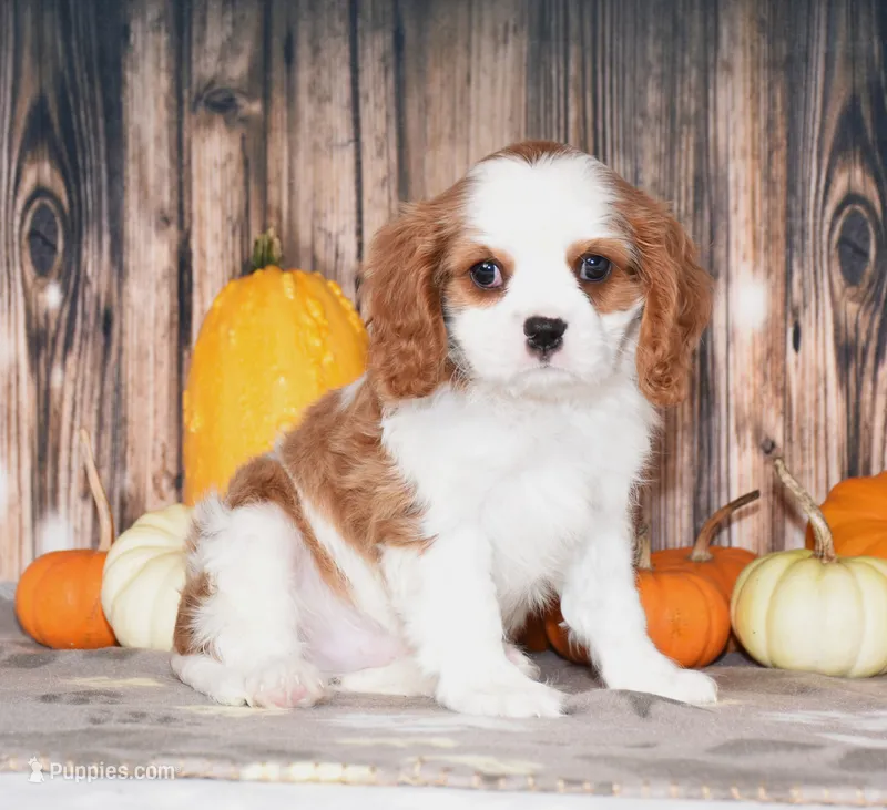 Chance – Cavalier King Charles Spaniel puppy for sale in Fredericksburg, OH