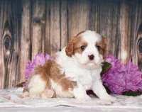 Larsen, a male Cavalier King Charles Spaniel for sale in Fredericksburg, OH – 2 of 5