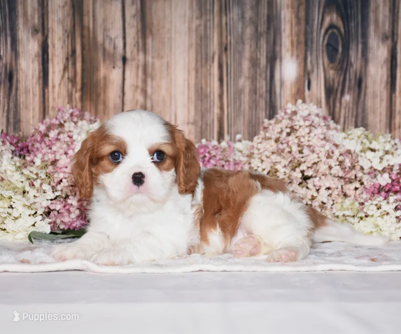 Jackson – Cavalier King Charles Spaniel puppy for sale in Fredericksburg, OH