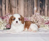 Jackson, a male Cavalier King Charles Spaniel for sale in Fredericksburg, OH – 1 of 3
