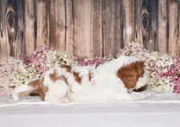 Jupiter, a male Cavalier King Charles Spaniel for sale in Fredericksburg, OH – 4 of 4