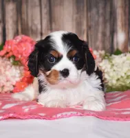 Harvey, a male Cavalier King Charles Spaniel for sale in Fredericksburg, OH – 2 of 4