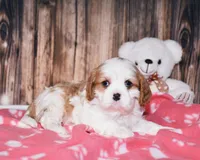 Fargo, a male Cavalier King Charles Spaniel for sale in Fredericksburg, OH – Photo 1 of 4