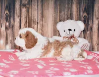 Fargo, a male Cavalier King Charles Spaniel for sale in Fredericksburg, OH – Photo 3 of 4