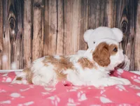 Fargo, a male Cavalier King Charles Spaniel for sale in Fredericksburg, OH – Photo 4 of 4