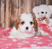 Fargo, a male Cavalier King Charles Spaniel for sale in Fredericksburg, OH – Photo 2 of 4