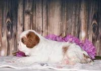 Bubbles, a female Cavalier King Charles Spaniel for sale in Fredericksburg, OH – 4 of 6