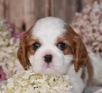 Odie, a male Cavalier King Charles Spaniel for sale in Fredericksburg, OH – 3 of 4