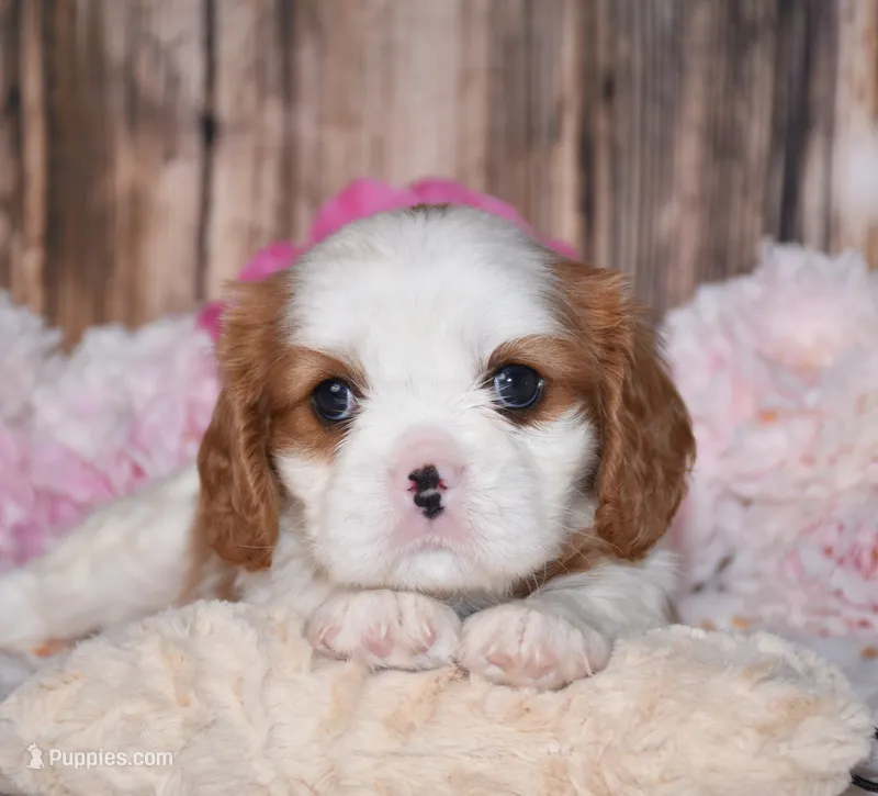 Dalton – Cavalier King Charles Spaniel puppy for sale in Fredericksburg, OH