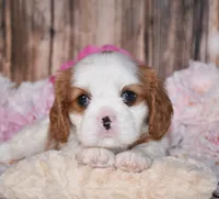 Dalton, a male Cavalier King Charles Spaniel for sale in Fredericksburg, OH – 1 of 4