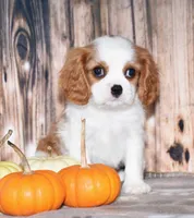 Churro, a male Cavalier King Charles Spaniel for sale in Fredericksburg, OH – 2 of 4