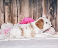 Daffi, a female Cavalier King Charles Spaniel for sale in Fredericksburg, OH – 2 of 4