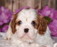 Bubbles, a female Cavalier King Charles Spaniel for sale in Fredericksburg, OH – 2 of 6