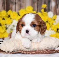 Gunner, a female Cavalier King Charles Spaniel for sale in Fredericksburg, OH – 4 of 4