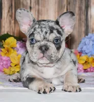 Tinsley, a female French Bulldog for sale in Fredericksburg, OH – 2 of 4