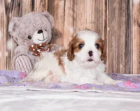Cruz, a male Cavalier King Charles Spaniel for sale in Fredericksburg, OH – Photo 3 of 4