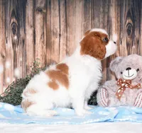 Cruz, a male Cavalier King Charles Spaniel for sale in Fredericksburg, OH – 3 of 5