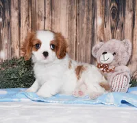Cruz, a male Cavalier King Charles Spaniel for sale in Fredericksburg, OH – 4 of 5