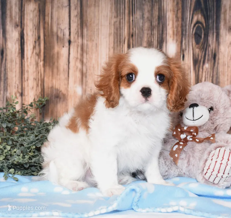 Cruz – Cavalier King Charles Spaniel puppy for sale in Fredericksburg, OH