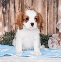 Cruz, a male Cavalier King Charles Spaniel for sale in Fredericksburg, OH – 2 of 5