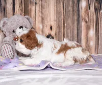 Cruz, a male Cavalier King Charles Spaniel for sale in Fredericksburg, OH – Photo 4 of 4