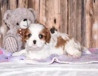 Cruz, a male Cavalier King Charles Spaniel for sale in Fredericksburg, OH – Photo 1 of 4