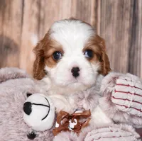 Cruz, a male Cavalier King Charles Spaniel for sale in Fredericksburg, OH – Photo 2 of 4
