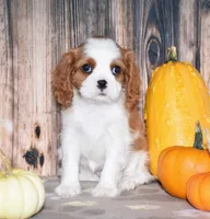 Clove, a female Cavalier King Charles Spaniel for sale in Fredericksburg, OH – 3 of 5