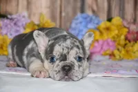 Flash, a male French Bulldog for sale in Fredericksburg, OH – 2 of 4