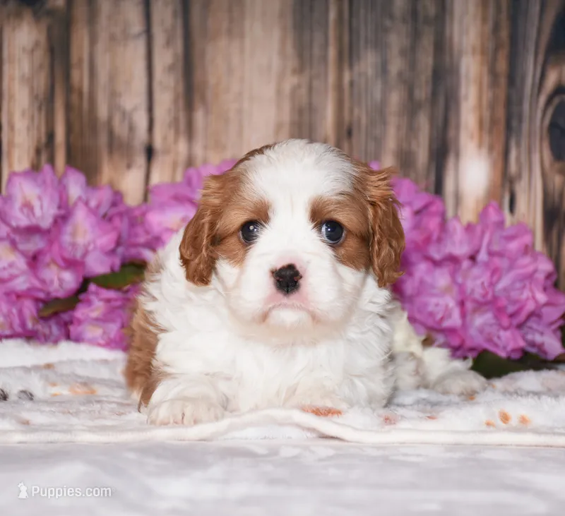 Larsen – Cavalier King Charles Spaniel puppy for sale in Fredericksburg, OH