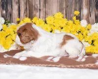 Gunner, a female Cavalier King Charles Spaniel for sale in Fredericksburg, OH – 3 of 4