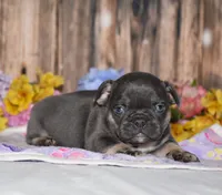 Ford, a male French Bulldog for sale in Fredericksburg, OH – 4 of 4