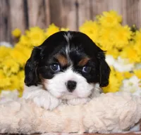 Gorbi, a female Cavalier King Charles Spaniel for sale in Fredericksburg, OH – 4 of 4