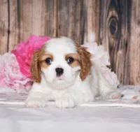 Dexter, a male Cavalier King Charles Spaniel for sale in Fredericksburg, OH – 3 of 4