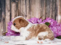 Lynx, a male Cavalier King Charles Spaniel for sale in Fredericksburg, OH – 3 of 6