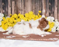 Gia, a female Cavalier King Charles Spaniel for sale in Fredericksburg, OH – 4 of 4