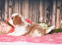 Hux, a male Cavalier King Charles Spaniel for sale in Fredericksburg, OH – 4 of 4