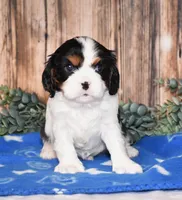 Dante , a male Cavalier King Charles Spaniel for sale in Fredericksburg, OH – Photo 2 of 3
